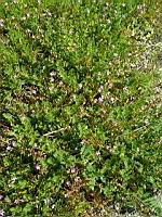 Genre Erodium (1)_1